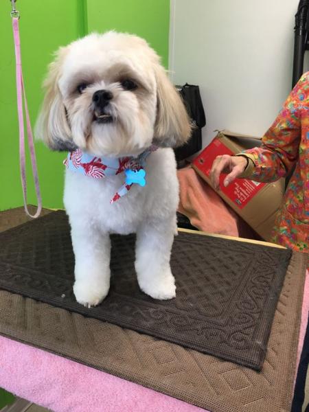 This adorable Shih Tzu received a day of pampering with our dog grooming services!
