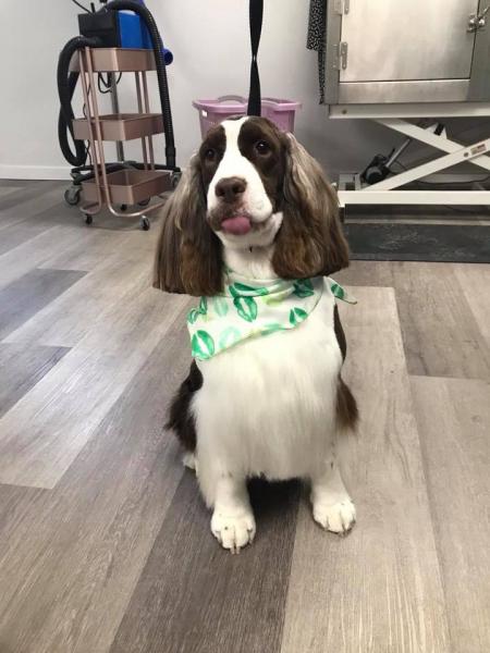 Leave it to our groomers to beautifully style and trim your pup's coat! 