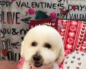 After a cute cut, we gave this adorable furball a Valentine's Day photo session! 