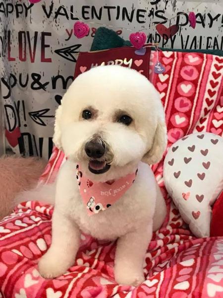 After a cute cut, we gave this adorable furball a Valentine's Day photo session! 