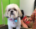 This adorable Shih Tzu received a day of pampering with our dog grooming services!