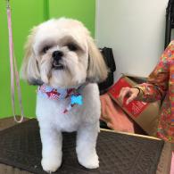 Freshly Groomed Shih Tzu 