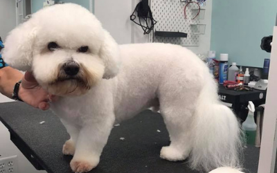 groomed dog  