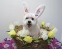 As part of our grooming services, we provide themed photo shoots for your adorable pets! 