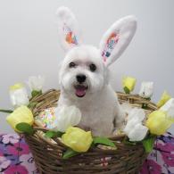 Easter Photo Shoot 