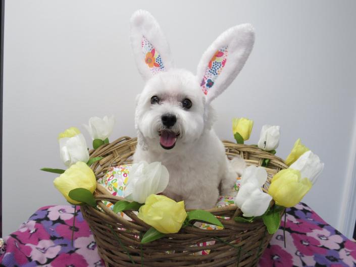 As part of our grooming services, we provide themed photo shoots for your adorable pets! 