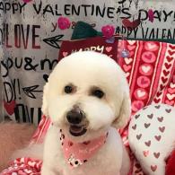 Valentine's Day Photo Shoot 