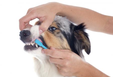 This dog is getting his teeth brushed. 